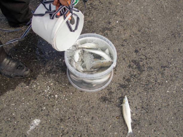 Fish, Fisherman, Fishing, Hand, bucket