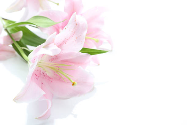 Pictured flower head of lily in a white background.