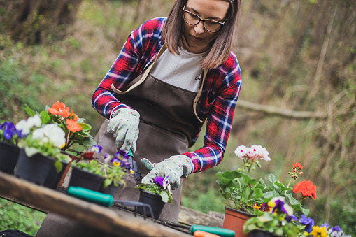 A woman is filling the pots with new flowers. There are a lot more flowers and some gardening equipment on the table.