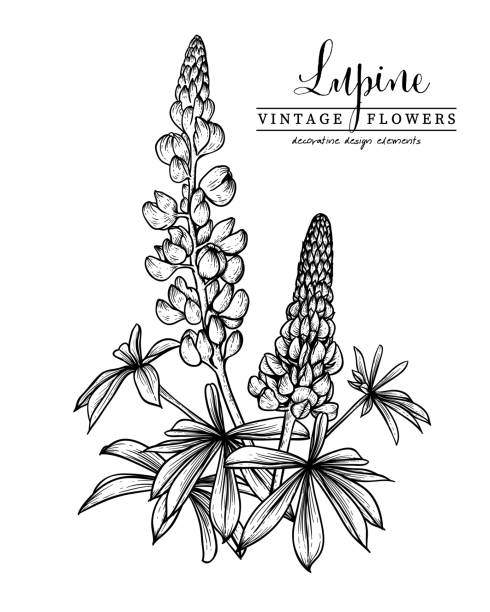 Sketch Floral decorative set. Lupin flower drawings. Black and white with line art isolated on white backgrounds. Hand Drawn Botanical Illustrations. Elements vector. Sketch Floral decorative set. Lupin flower drawings. Black and white with line art isolated on white backgrounds. Hand Drawn Botanical Illustrations. Elements vector. lupine flower stock illustrations
