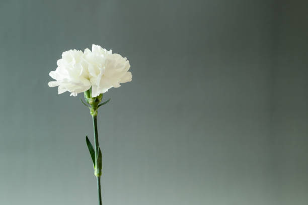 carnation in a gray gradation background Pictured carnation in a gray gradation background. carnation flower photos stock pictures, royalty-free photos & images