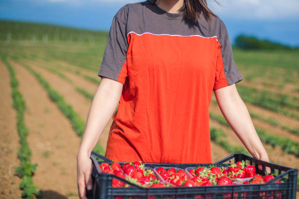 istock Getting a hold of bunch of strawberries 1256012699