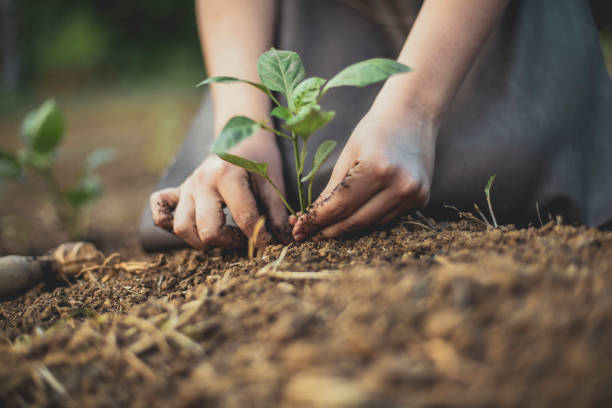 Ready to move to a new home! Photo depicting a gardener's hands putting a seedling into the soil and supporting its stem so it can gain stability before its properly buried. gardening stock pictures, royalty-free photos & images