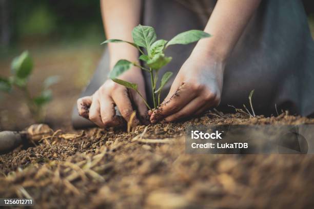 Ready To Move To A New Home Stock Photo - Download Image Now - Sustainable Lifestyle, Sustainable Resources, Dirt