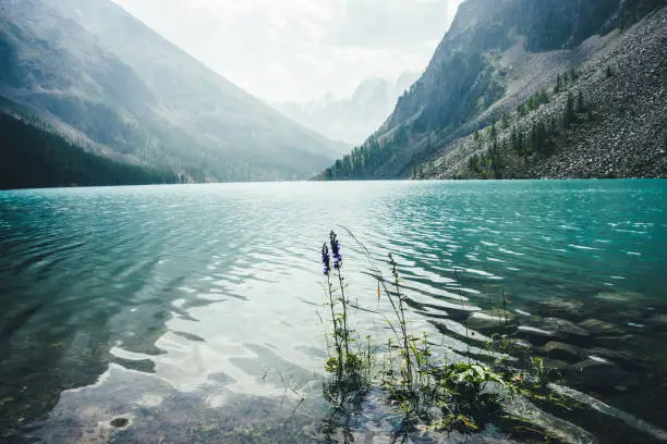 Amazing view to meditative ripples on azure clear calm water of mountain lake. Small violet flower of larkspur grows in transparent turquoise water with relax waves. Atmospheric scenery of mountains.