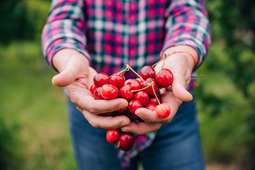 Unrecognizable woman with hands full of red delicious cherry fruit in orchard