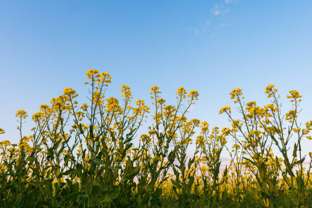 istock Blooming rapeseed field against the blue sky 1256013407