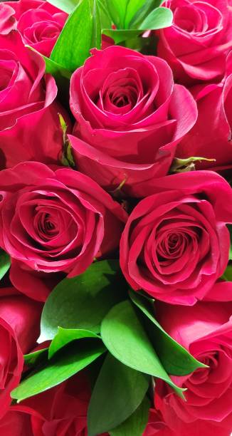 istock Roses for my love 1256013518