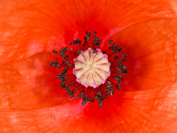 istock Inner part of poppy flower 1256015184