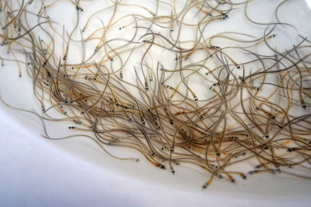 mass of wriggling glass eels in a white bowl under bright light, with shallow depth of field - saltwater eel imagens e fotografias de stock