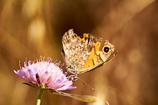 istock Ocher colored butterfly on a pink flower, 1256019856
