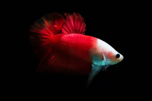 This is a very beautiful betta fish that is red and white