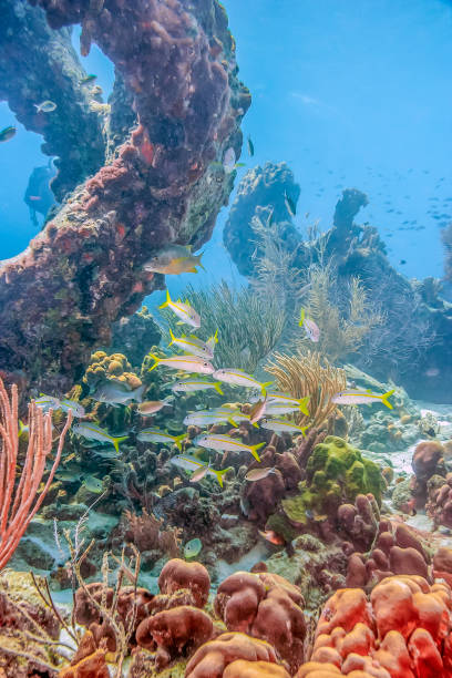 istock Caribbean coral garden 1256022196