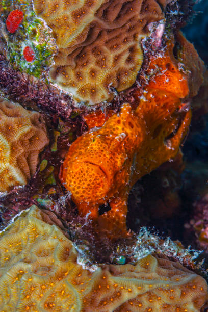 istock Caribbean coral garden frogfish 1256022219