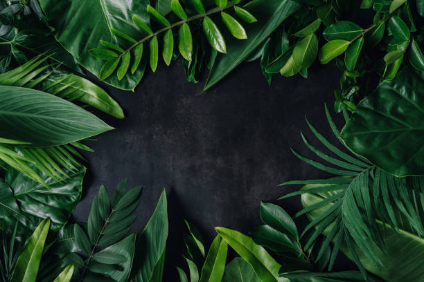 istock tropical leaves, abstract green leaves texture, nature background 1256023138