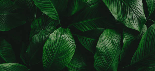 istock tropical leaves, abstract green leaves texture, nature background 1256023140
