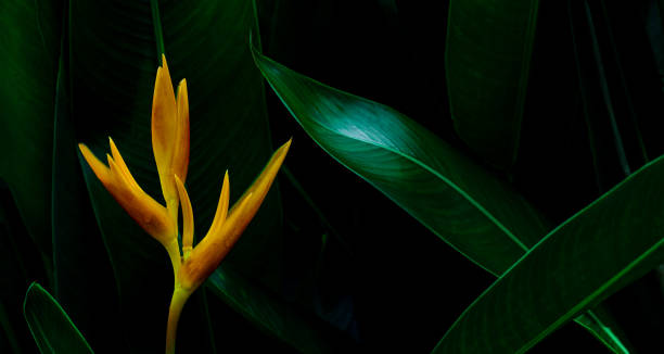 abstract green leaf texture, nature background, tropical leaf