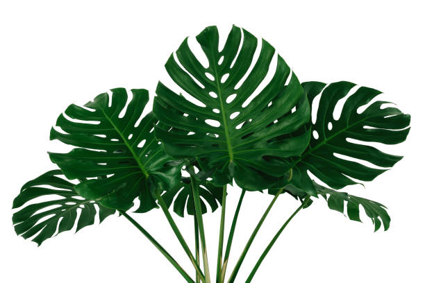istock tropical leaves, abstract green leaves texture, nature background 1256023197