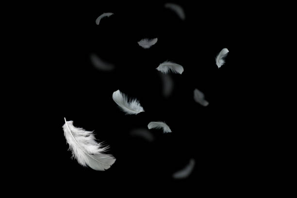 istock Light fluffy a white feathers falling in the dark. Feather abstract on black background. 1256024731