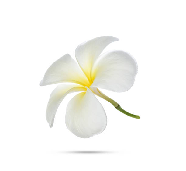 istock Frangipani flower isolated on white background 1256024884