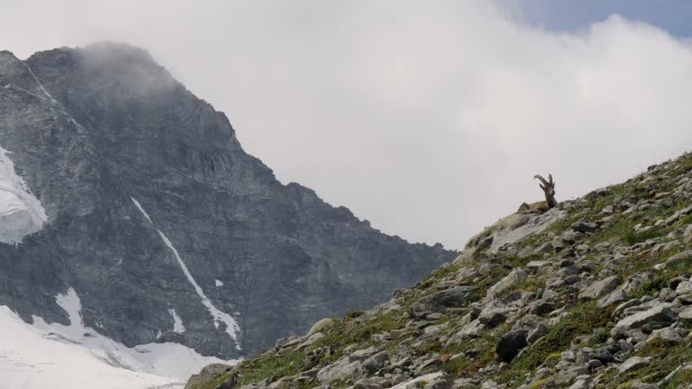 View of beautiful Moiry glacier in Valais canton in Switzerland, Alpine ibex on mountain ridge