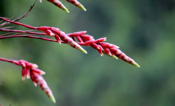 flor bromélia - bromelia - fotografias e filmes do acervo