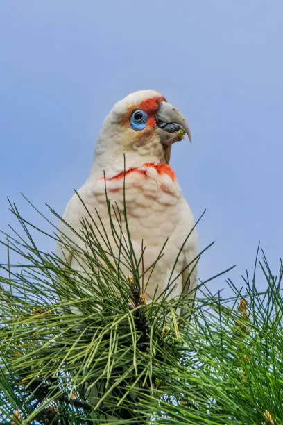 The long-billed corella or slender-billed corella (Cacatua tenuirostris) is a cockatoo native to Australia, which is similar in appearance to the little corella and sulphur-crested cockatoo. This species is mostly white, with a reddish-pink face and forehead, and has a long, pale beak, which is used to dig for roots and seeds.