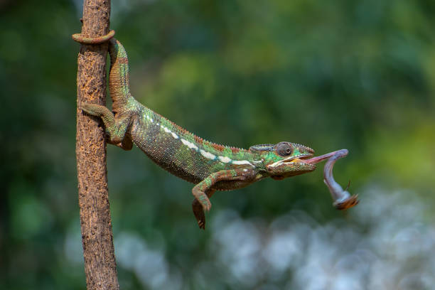 istock Panther chameleon catching a cricket 1256028767