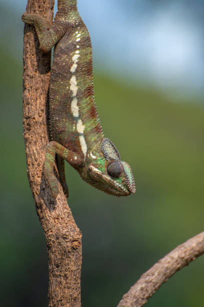 istock Panther chameleon catching a cricket 1256028769