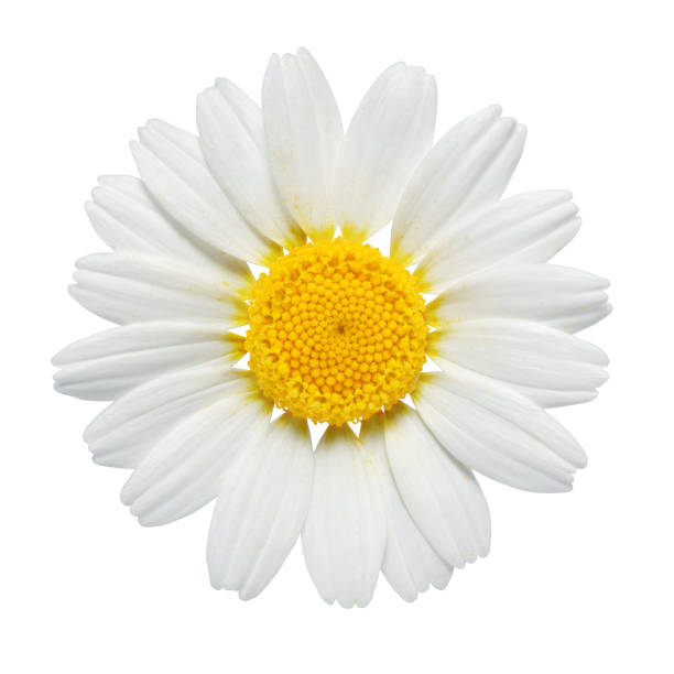 istock Chamomile or camomile flower isolated on white background. 1256030555