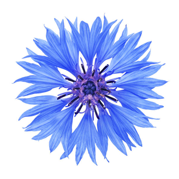 Cornflower flower isolated on white background. Cornflower flower isolated on white background with clipping path cornflower photos stock pictures, royalty-free photos & images