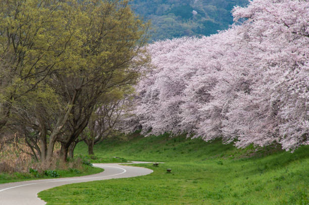 istock Green banks, cherry blossoms and a curved walkway 1256034582