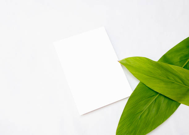 istock Invitation Mockup. Top view blank card on white background and leaves with clipping path. 1256034825