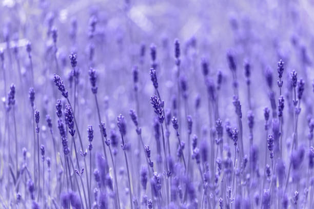 Lavender field. Lavender flower on the field. Beautiful natural lavender background. Shallow depth of field.