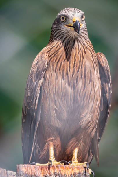 istock Steppe Eagle proudly sits on a branch. Aquila nipalensis 1256036630