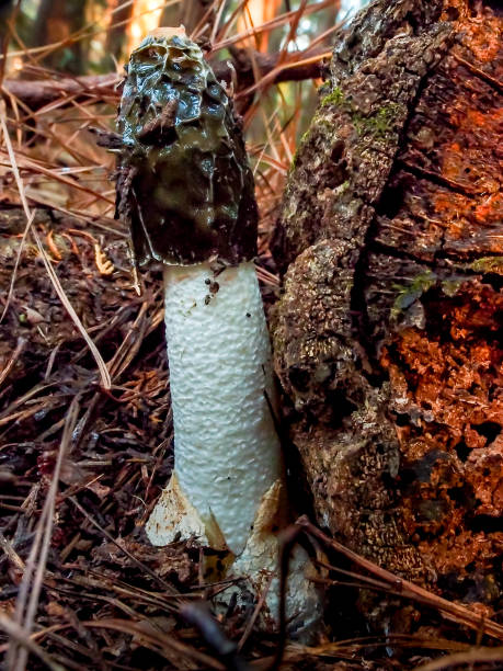 istock A common stinkhorn in the forest. 1256037511