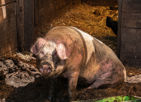 Organic piglet take a mud bath and posing in front of the camera. One black hen in the background