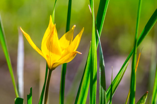 istock beautiful closeup yellow flower in a grass 1256043019