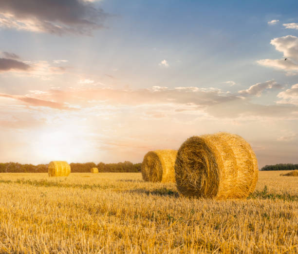 istock summer wheat field after a harvest at the sunset 1256043093