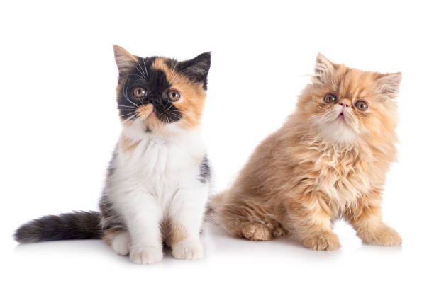 istock persian kitten and exotic shorthair 1256048041