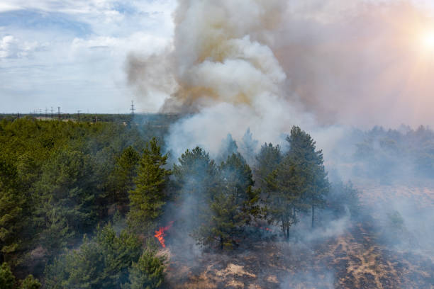 istock Aerial drone view of a wildfire in forested area 1256048269
