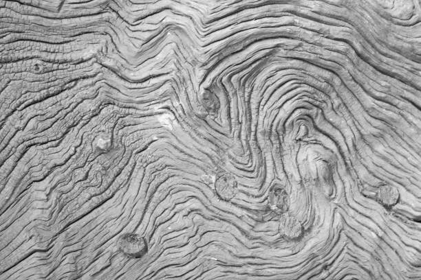 black and white detail of wooden plank pattern with hole bud black and white detail of wooden plank pattern with hole bud oak wood grain stock pictures, royalty-free photos & images