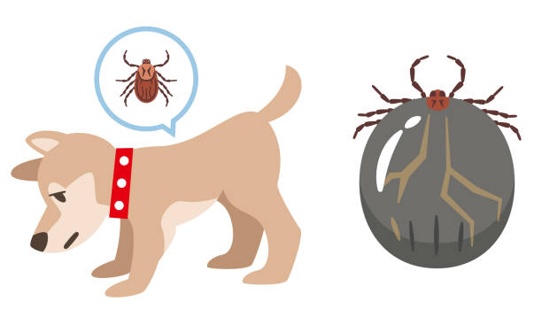 istock Dogs infested with ticks and ticks after sucking blood 1256050508
