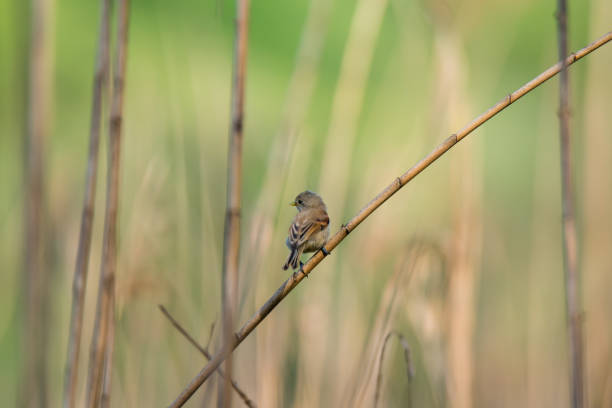 Young small gray with brown wings and yellow beak bird European penduline tit (Remiz pendulinus) sits on the reeds