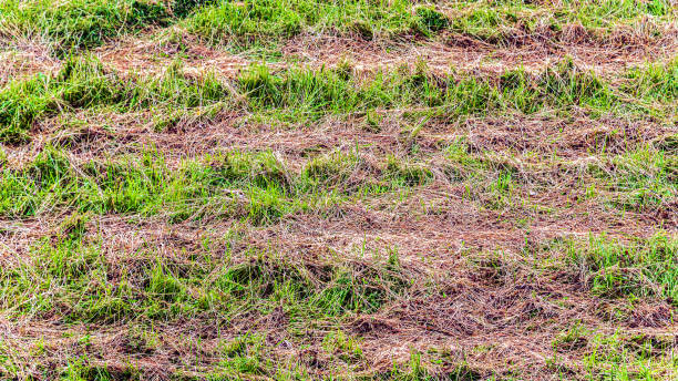 istock Mowed dry grass in the meadow as a background 1256051272