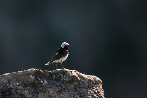 Wildlife photography. Male of northern wheatear (Oenanthe pleschanka) is a small passerine bird on nature background
