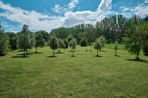 Ecological reforestation program from Lazio, Italy