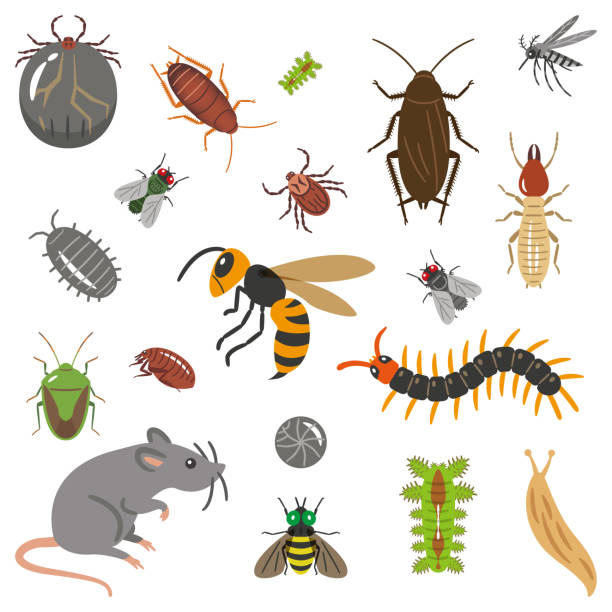 ilustrações de stock, clip art, desenhos animados e ícones de set of pests and pests illustration - horse fly