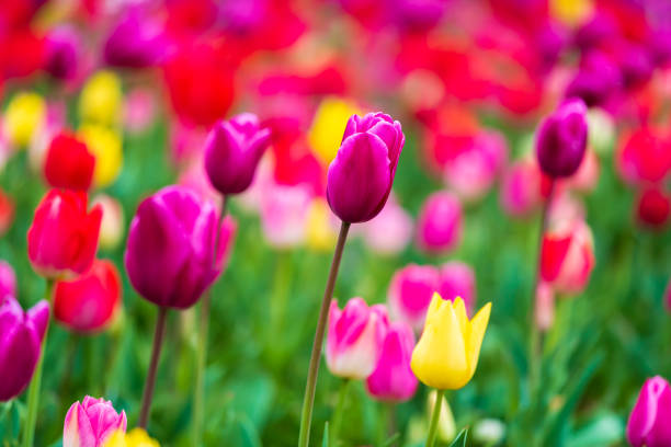 istock tulips bloom in the garden 1256054174