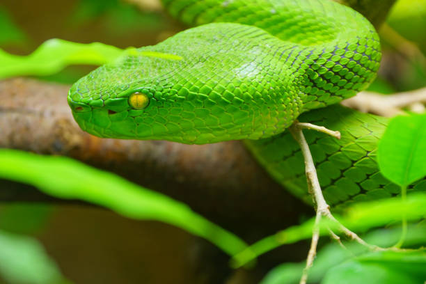 istock Close up White-lipped Green Pit Viper snake (trimeresurus albolabris) in nature 1256055206